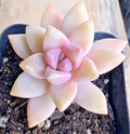 Succulent Plant 2.5 Inch Rosette Pink Gray-Green Graptopetalum paraguayense Ghost Plant