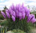 Purple Pampas Grass Plugs – 4 Live Cortaderia selloana Starter Plants for Ornamental Garden Use
