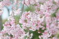 Japanese Flowering Cherry Cuttings - Unrooted Prunus serrulata Scions for Propagation & Grafting