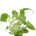 Live Arrowhead Plant Pack – 2 Rooted Syngonium Houseplants, Indoor Foliage, Climbing or Trailing, Syngonium podophyllum