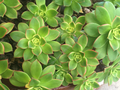 Aeonium Haworthii Kiwi Succulent Cuttings – 3-5 Inch Rosettes, Variegated Foliage, Unrooted Propagation Plants