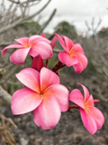 Pink Plumeria Cutting – 10 Inch Unrooted Starter Frangipani Propagation Plant, Tropical Flowering Tree, Pink Bloom, Plumeria sp.