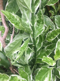 Devil’s Backbone Variegated Euphorbia Cuttings Set of 6 + 1 Rooted Houseplant, Euphorbia tithymaloides Variegata