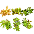 Succulent Clippings Set of 12 Unrooted Live 2 Inch Assorted Succulents for Propagation | Mixed Varieties