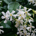 Confederate Star Jasmine Starter Plant – Rooted Trachelospermum Jasminoides Vine for Garden or Container Growing