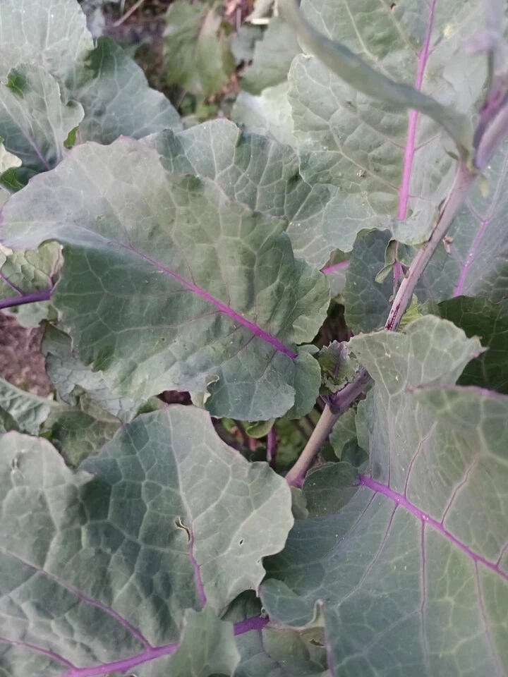 Perennial Purple Tree Collard Cutting – Brassica Oleracea Kale Live Unrooted Cutting for Planting