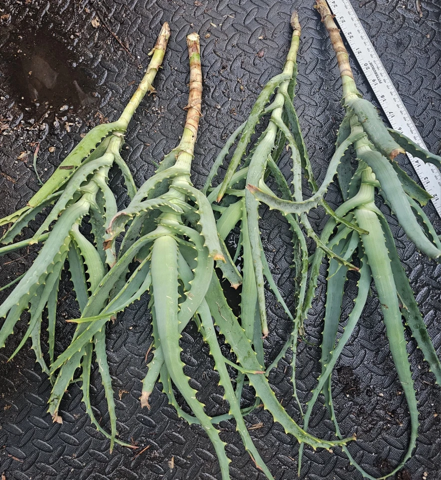 Aloe arborescens Cuttings – 4 Fresh Live Succulent Starts, Easy-Rooting Tree Aloe for Containers & Outdoor Gardens