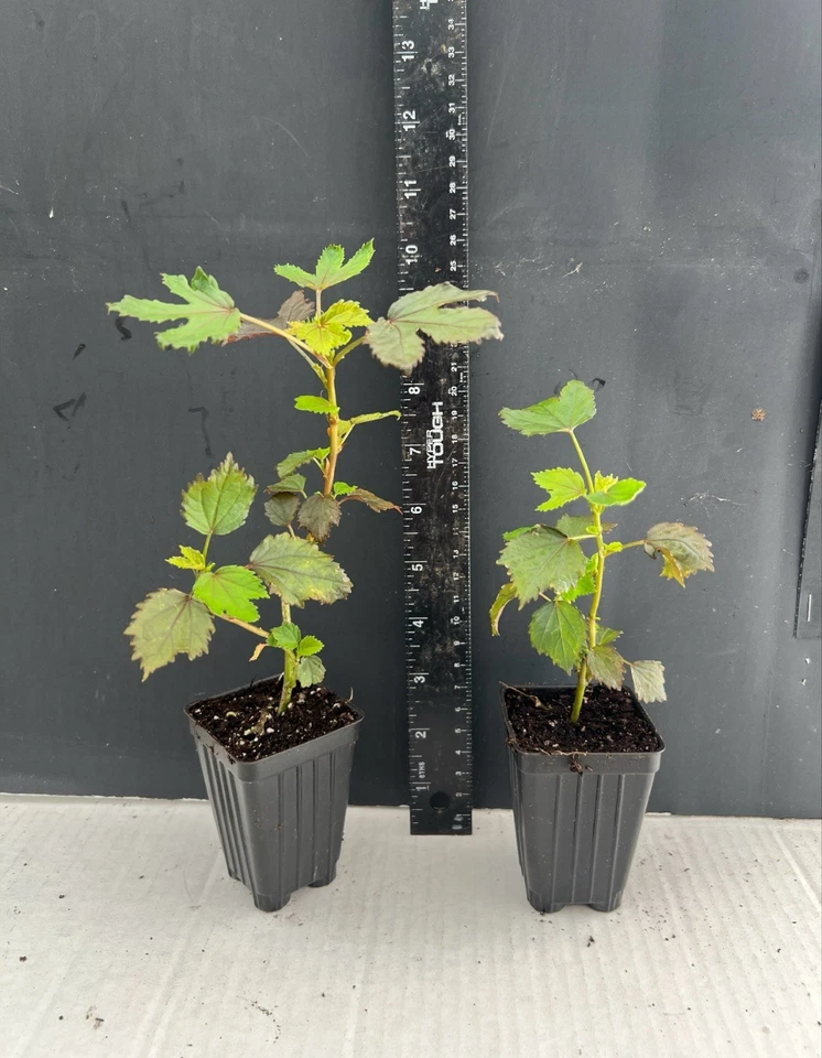 Mahogany Splendor Hibiscus – Red Leaf Variety – Small Rooted Starter Plant