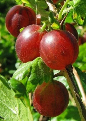 Dormant Captivator Gooseberry Live Rooted Plant – Self-Pollinating Shrub for Zones 3-8, Edible Berries, Ribes uva-crispa