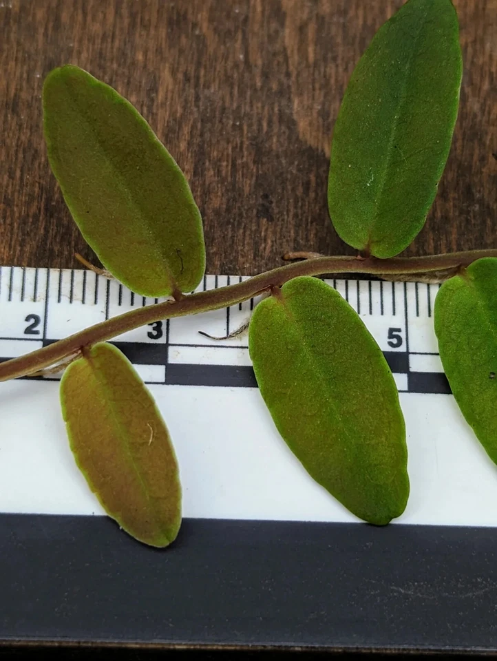 Marcgravia aff. coriacea – 10-Leaf Cutting – Shingling Terrarium Vine Cutting for Vivariums & Moss Walls