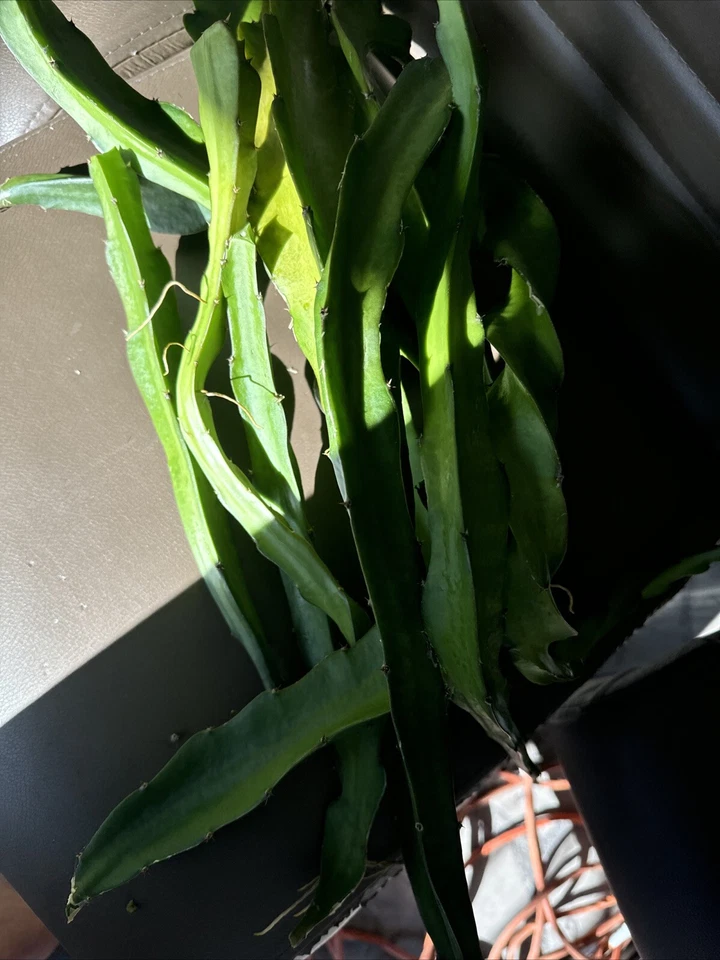 Dragon Fruit Cuttings – 5 Live 8–12” Stem Cuttings for Planting – Fresh Hylocereus/Pitaya Cactus Starter Vines