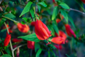 Malvaviscus arboreus Red Turk’s Cap Live Cuttings – Easy-Rooting Flowering Shrub Starter Plants for Garden Pollinators