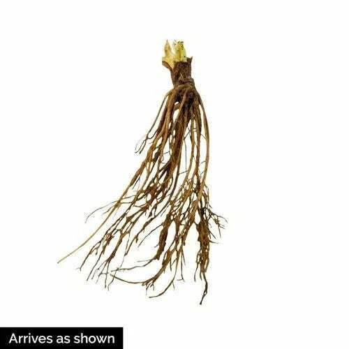 Honeoye Strawberry Plants (10 Bare Root) – June-Bearing Variety – High-Yield, Sweet-Tart Berries – Cold Hardy Garden Fruit Starter