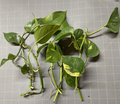 Golden Pothos Rooted Cuttings – 5 Live Epipremnum aureum Cuttings for Indoor Houseplant Growing