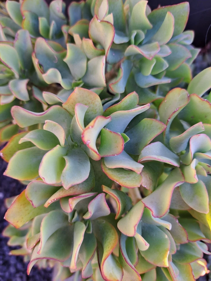 Ripple Jade Cuttings – 5 Crassula arborescens undulatifolia Succulent Stems, Wavy Leaf Jade Plant, Easy Rooting Indoor & Bonsai Display