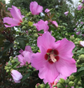 Rose of Sharon Cuttings 5 Pack Hibiscus Syriacus Purple Lilac Unrooted 6-8 Inch Ornamental Shrubs