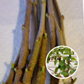 Mulberry Tree Cuttings Set of 10 Unrooted Live Morus Propagation Woody Cuttings