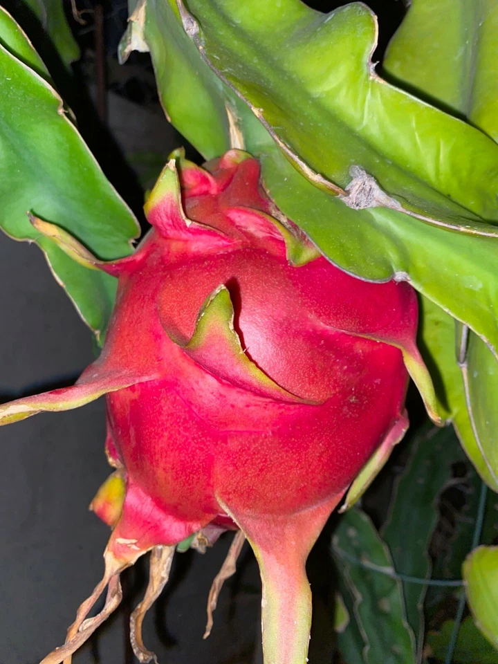 Dragon Fruit Cuttings 24–36” – Extra Large Live Cuttings, Fast-Growing Climbing Cactus, High-Yield Variety for Home Garden & Trellis