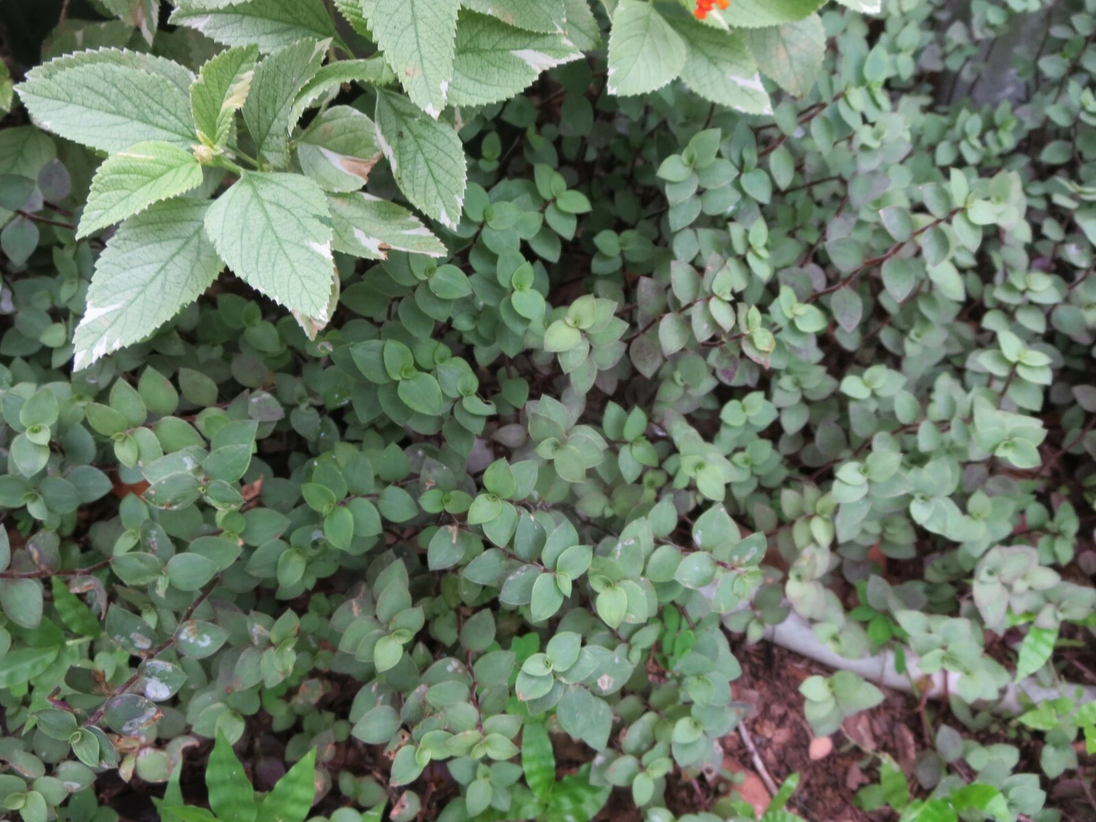 Tradescantia Repens Rooted Cuttings Live, Dwarf Bolivian Wandering Jew Plant, 30 Established Cuttings
