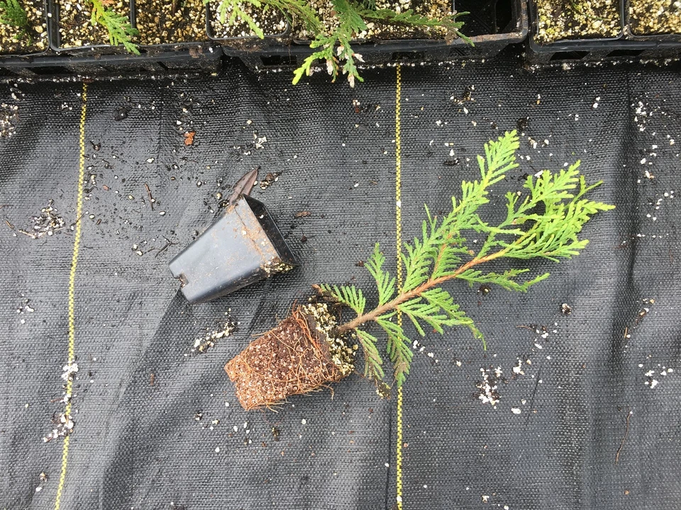 Green Giant Thuja Live Plants Box of 25 Fully Rooted Arborvitae 10–14 Inch in Pots