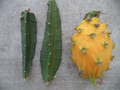 Yellow Dragon Fruit Cutting 3-4 Inches Selenicereus megalanthus Propagation Cactus Climber