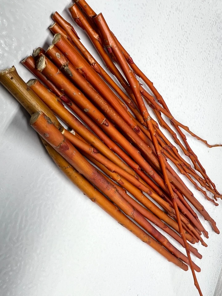 Flame Willow Cuttings for Planting – 5 Unrooted Salix ‘Flame’ Stems, Red Orange Ornamental Willow