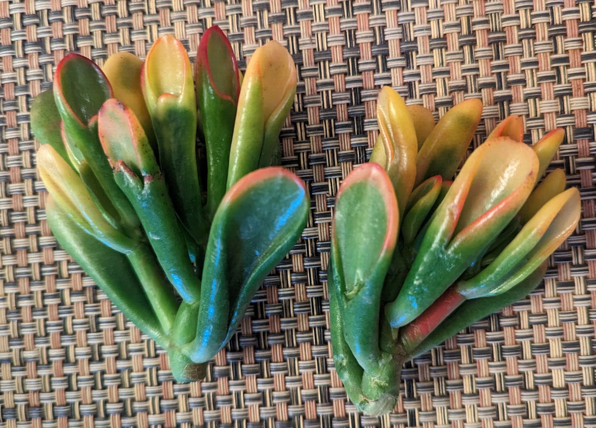 Variegated Gollum Jade Cutting – Crassula ovata ‘Gollum’ 2 Inch Unrooted Succulent Propagation Plant