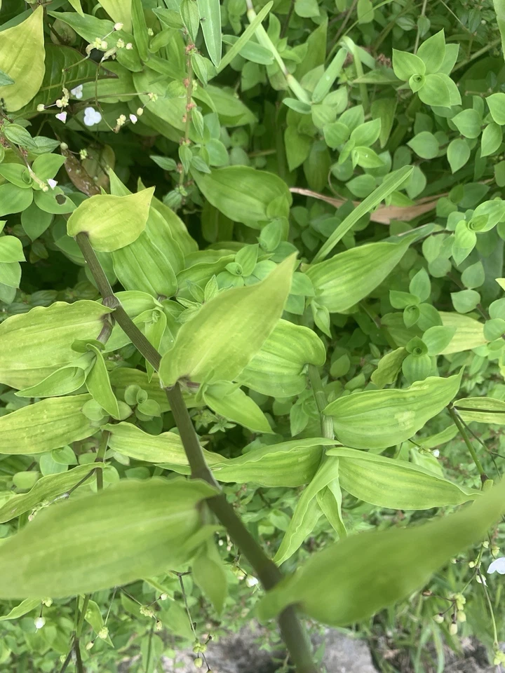 Wandering Jew Lime Tradescantia Green – 7 Fresh Unrooted Cuttings, Easy Trailing Houseplant for Propagation