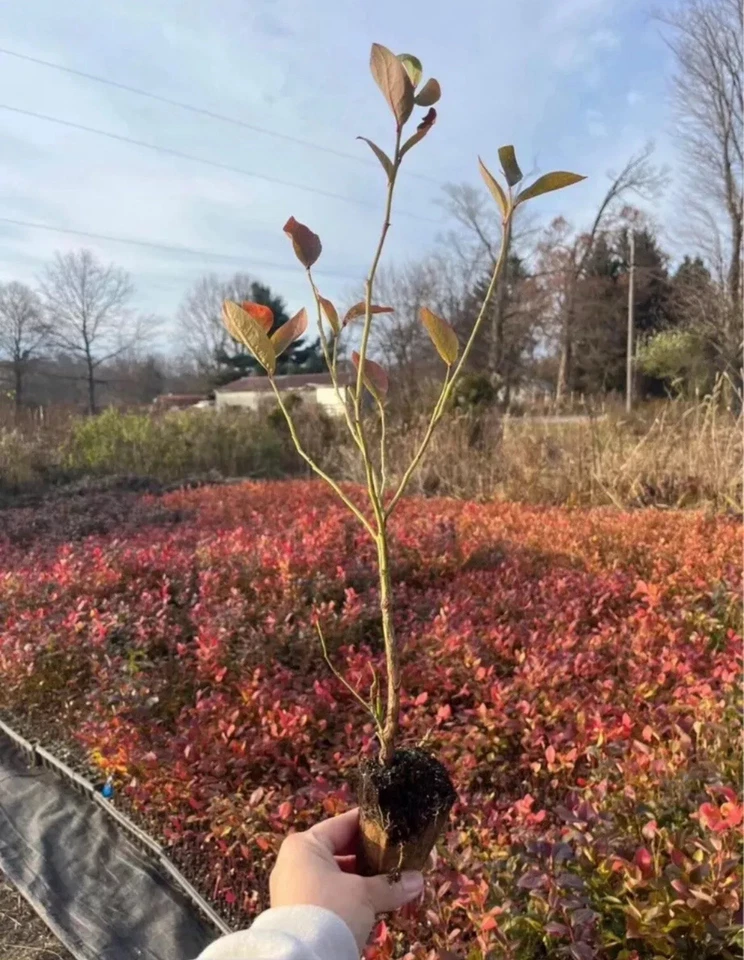 Blueberry Rooted Cuttings Live, 15 Established Cuttings for Planting Fruit Bush Garden