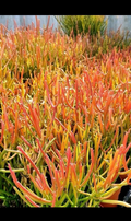 Fire Sticks Pencil Cactus Cuttings – 3 Unrooted Euphorbia tirucalli Succulent Propagation Cuttings 12 Inches