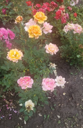 Miniature Rose Cuttings Set of 3 - Apricot to Pink Live Unrooted Rose Stems for Propagation Rosa hybrid