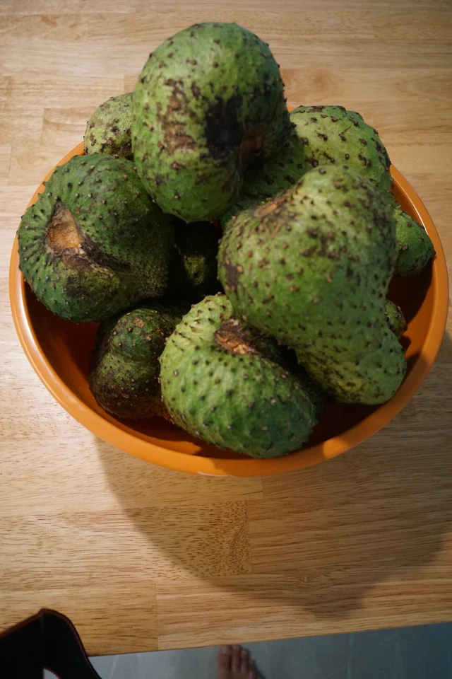 Soursop Tree Live Plant for Planting – Annona Muricata Guanábana Tropical Fruit Tree in Pot, 8–10 Inches