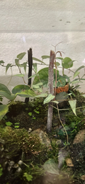 Cissus amazonica Cutting – 6 Leaf Tropical Vine for Vivarium, Terrarium, Indoor Propagation, Climbing Plant