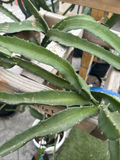 Live Dragon Fruit Cutting Coco Irish Pitaya Cactus Unrooted Propagation 8-12 Inches Selenicereus