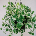 Live Variegated N’Joy Pothos Cuttings Set of 4 – Epipremnum aureum ‘N’Joy’ Indoor Houseplant Propagation