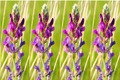 30 Purple LOCOWEED CRAZYWEED Oxytropis Lambertii Native Flower Seeds