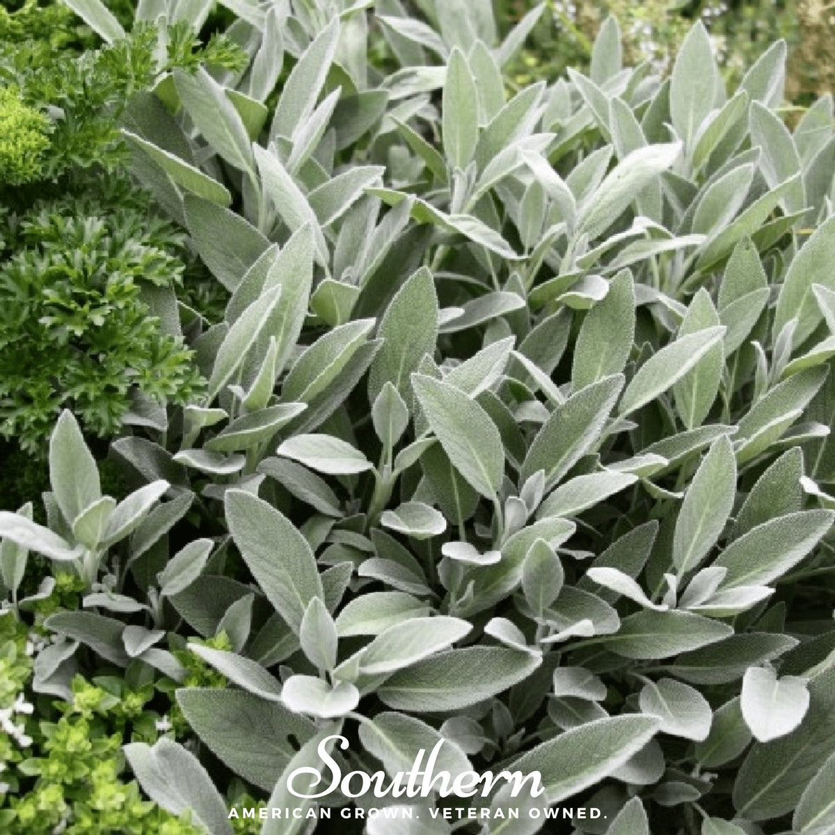 Broadleaf Sage Roots Broadleaf Sage – 50 Seeds – Nate's Garden Supply