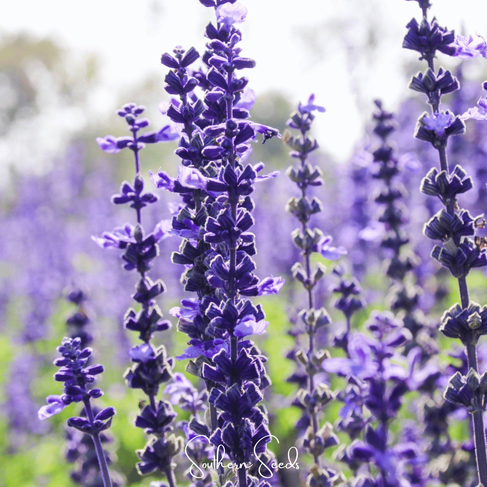 Kitchen Sage – 50 Seeds