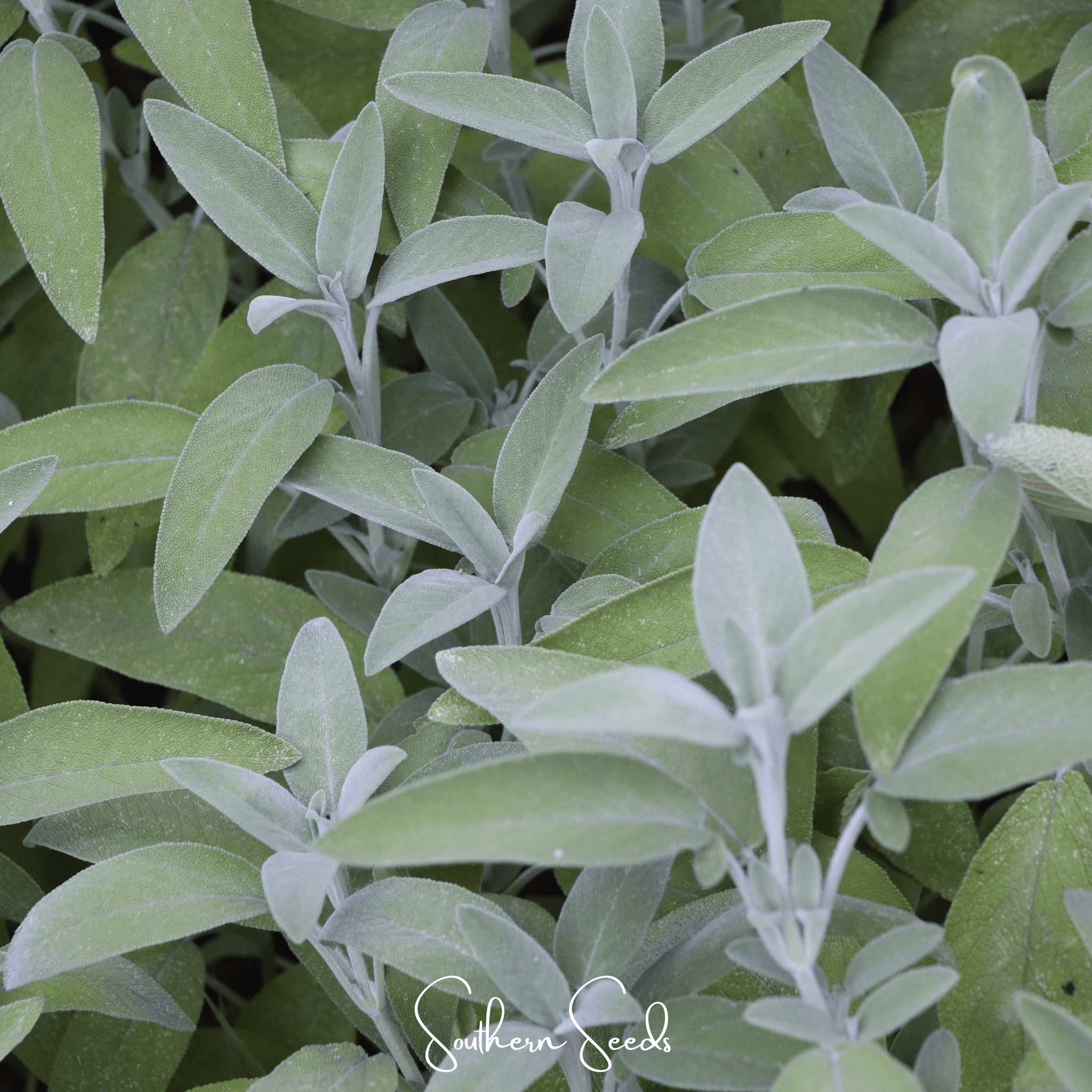 Kitchen Sage – 50 Seeds