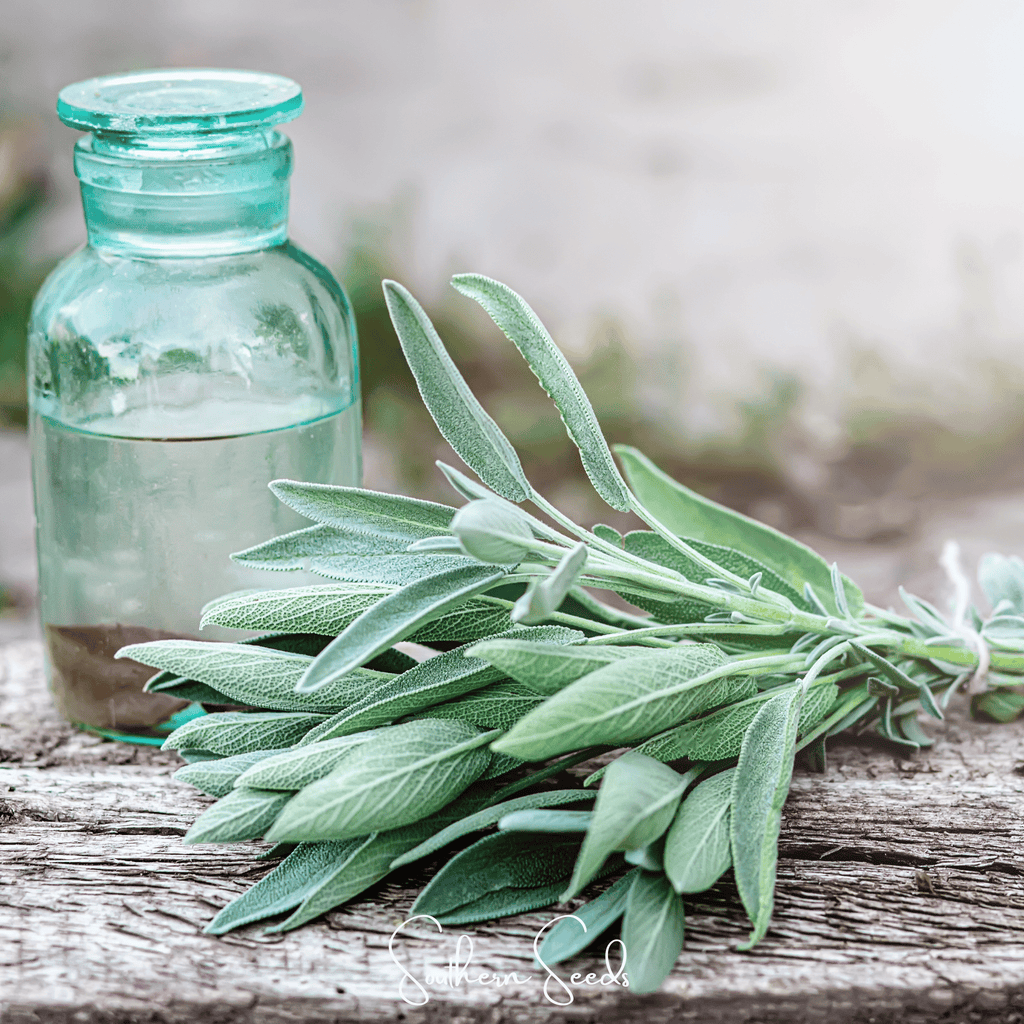 Kitchen Sage – 50 Seeds