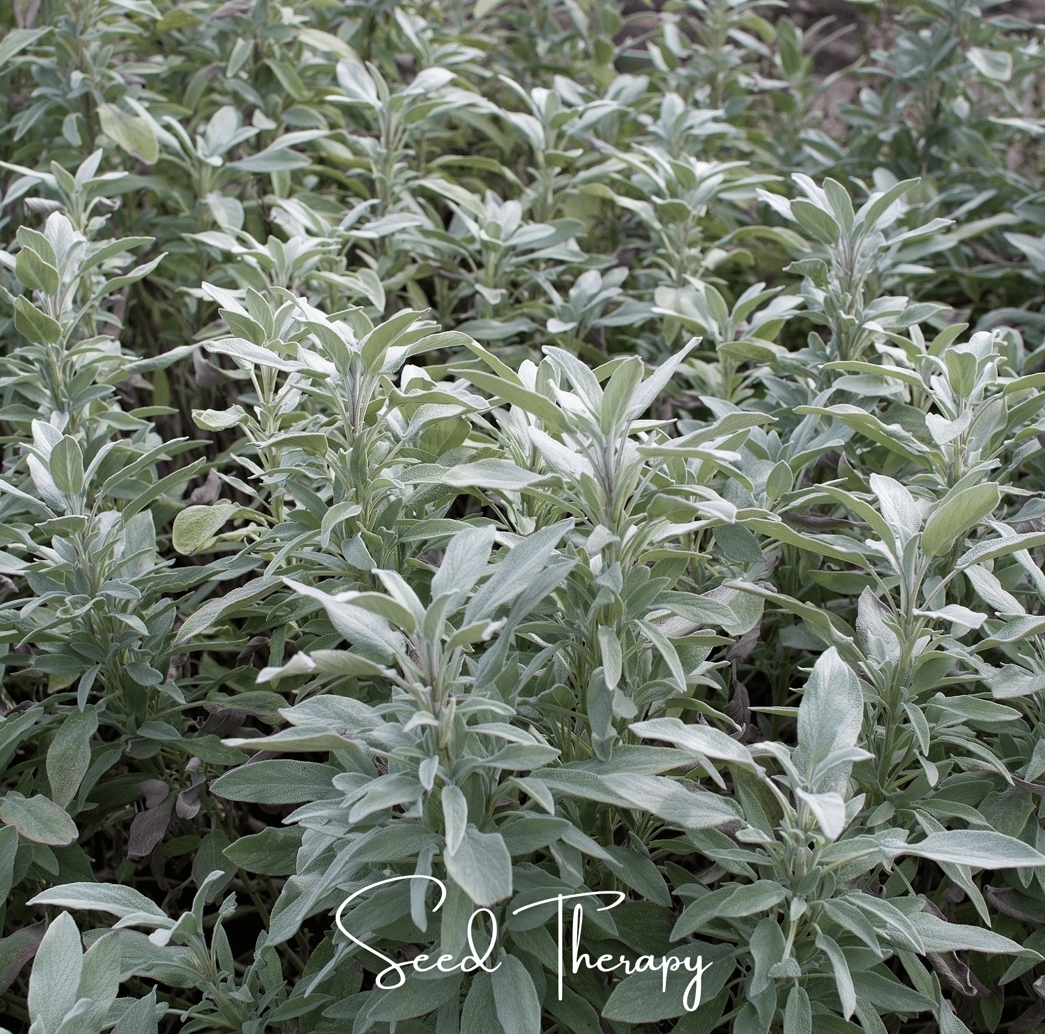 White Sage – 50 Seeds