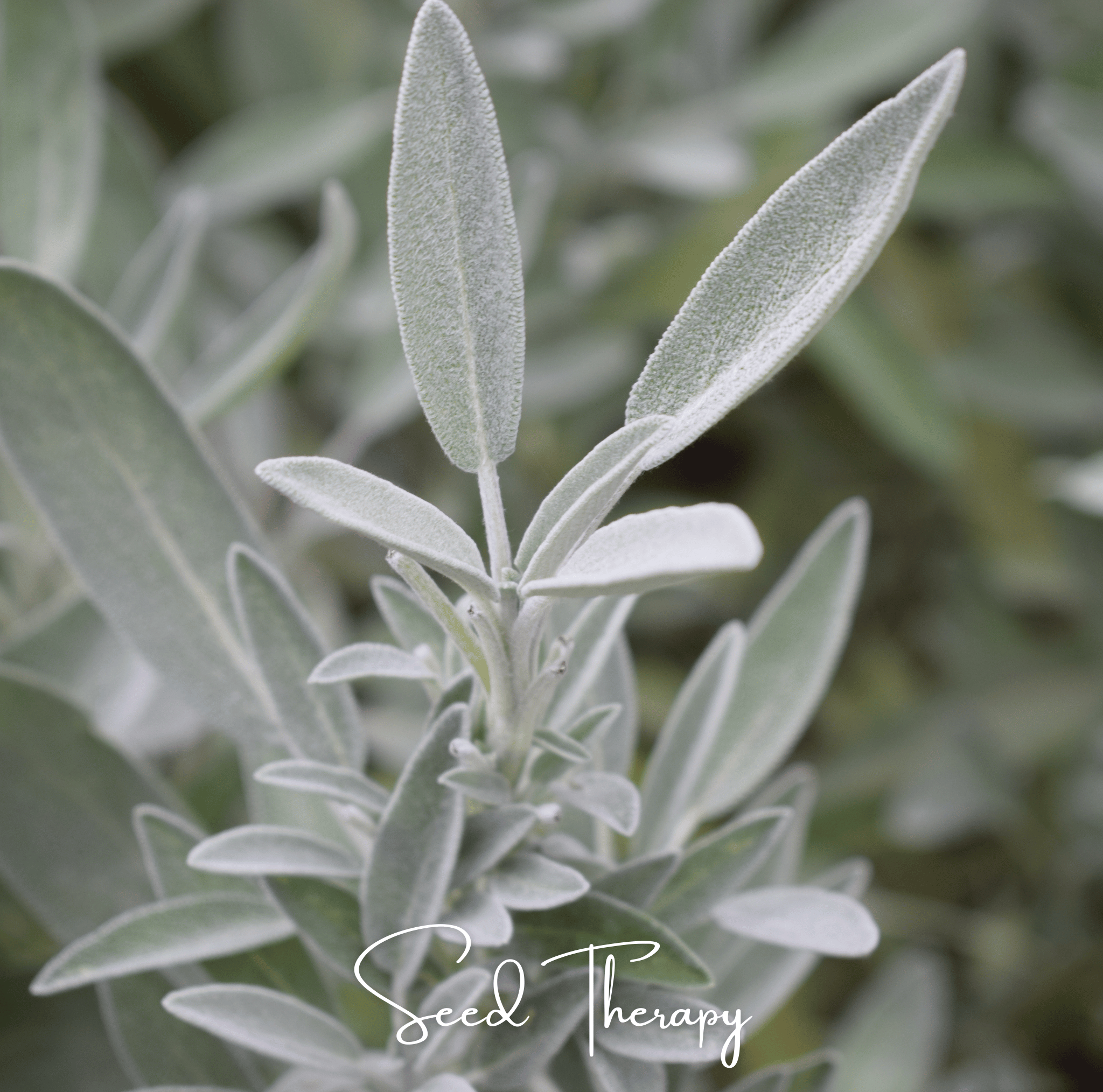 White Sage – 50 Seeds