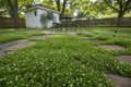Sagina 'Irish Moss'