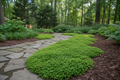 Sagina 'Scotch' Moss