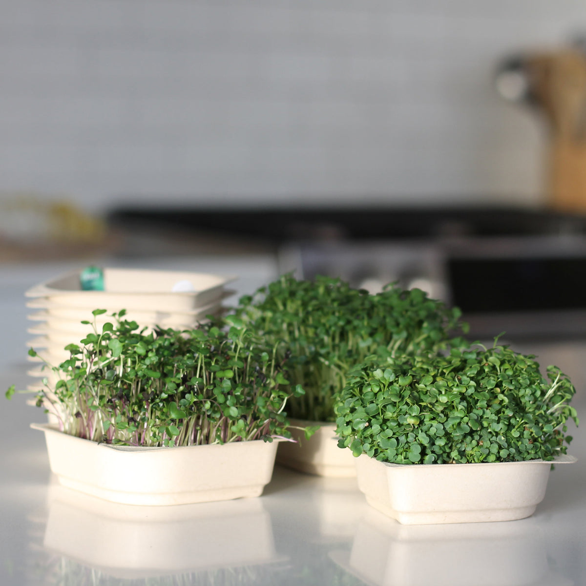 Salad Bundle - 9 Tray Pack