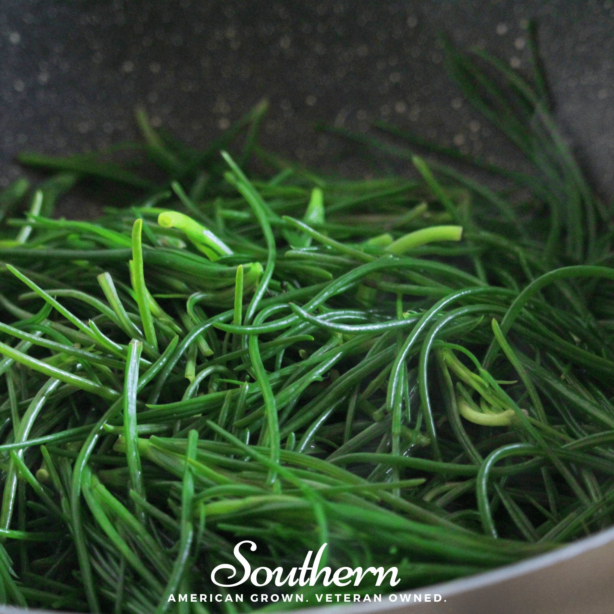Saltwort – 50 Seeds