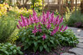 Salvia 'Rose Marvel'
