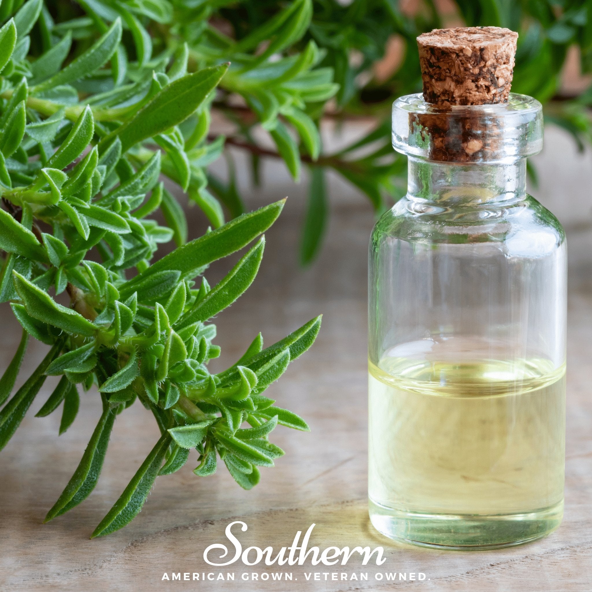 Winter Savory – 100 Seeds