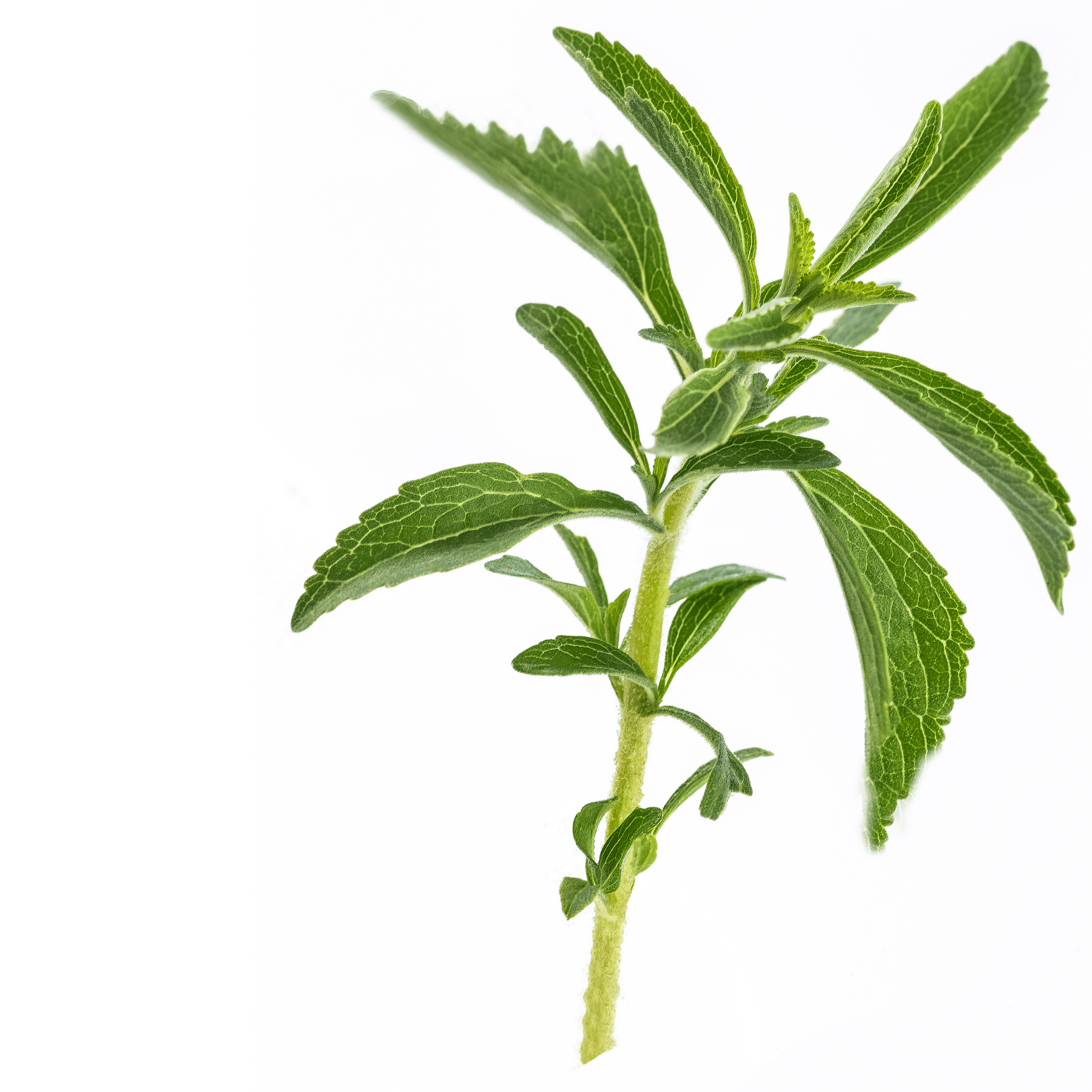Summer Savory Seeds