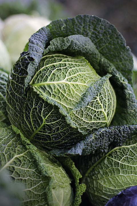 500 Savoy Cabbage Seeds - Heirloom Non-GMO Cabbage Seeds